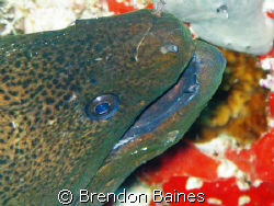 Captured on Bandos Island House reef using Canon G9 with ... by Brendon Baines 